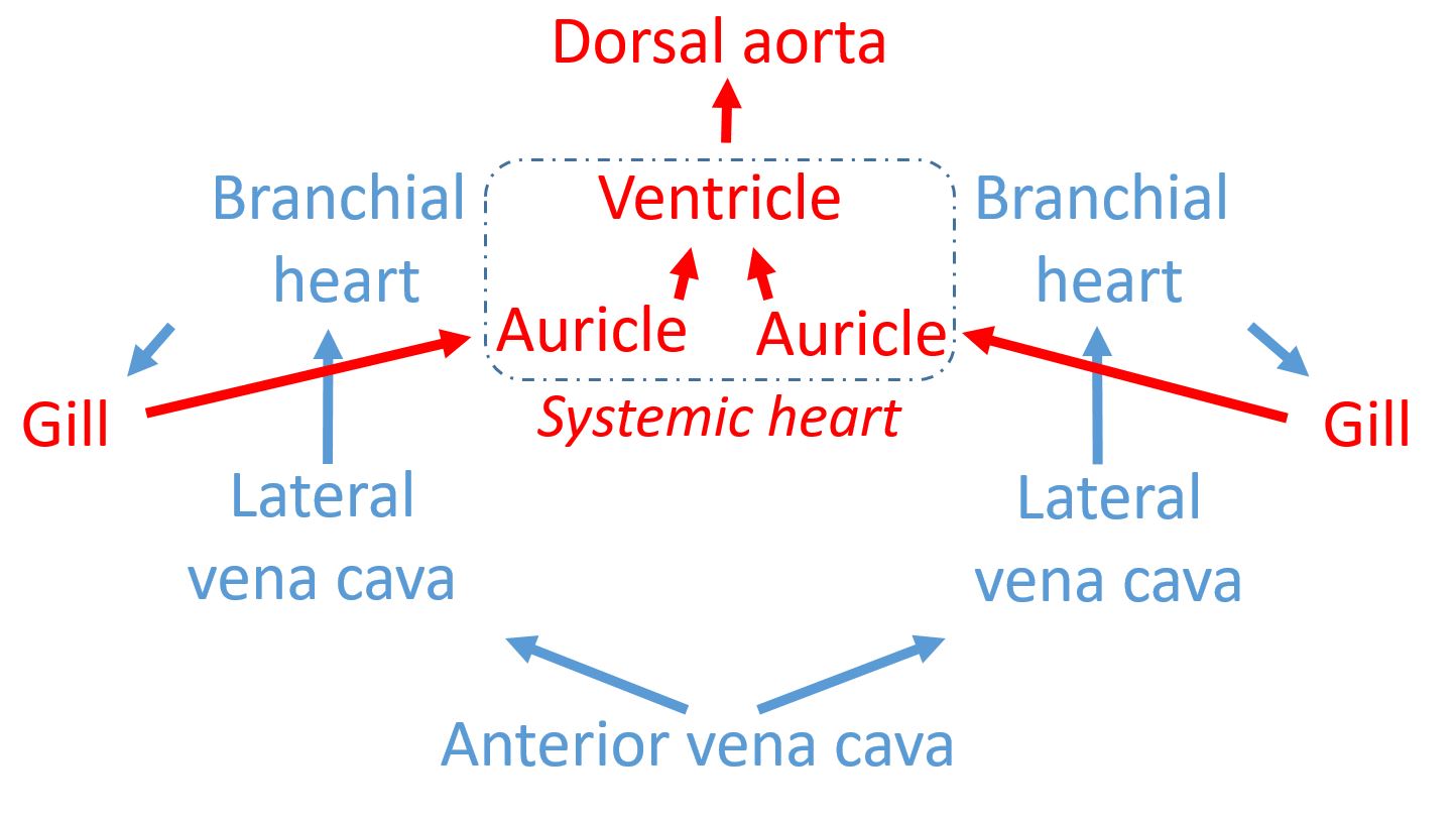 Cardiorespiratory anatomy | Histological Atlas of the Octopus